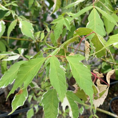 Acer negundo 'Flamingo'