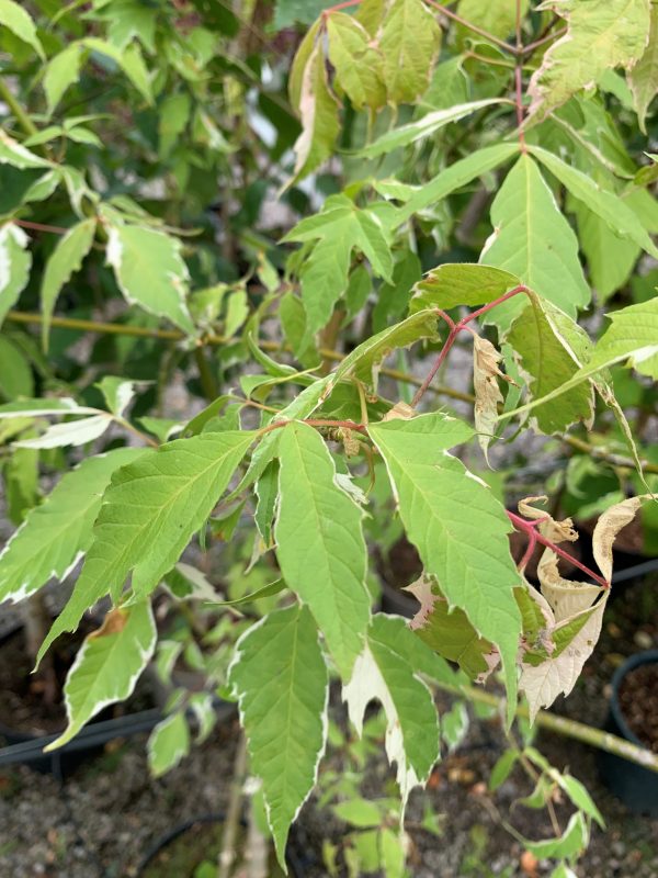 Acer negundo 'Flamingo'