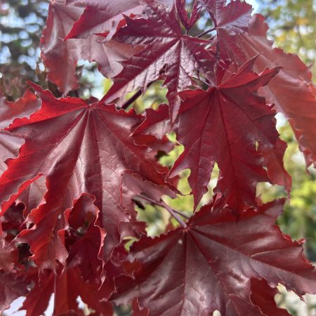 Acer platanoides 'Crimson Sentry'