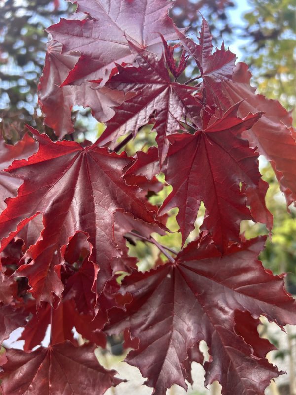 Acer platanoides 'Crimson Sentry'