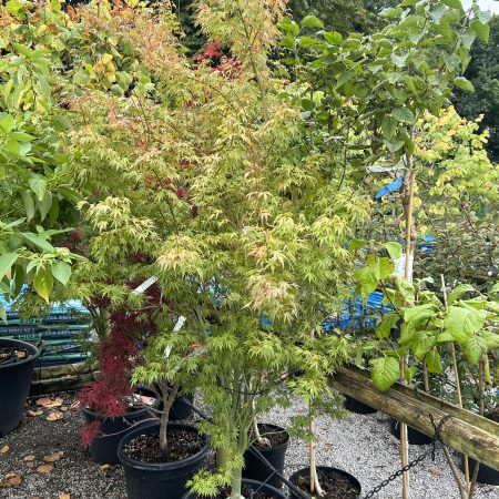 Acer palmatum 'Wilson's Pink Dwarf' (Japanese Maple) 40L