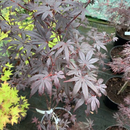 Acer palmatum 'Bloodgood'