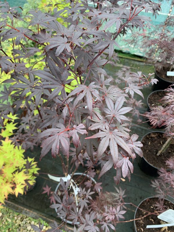 Acer palmatum 'Bloodgood'