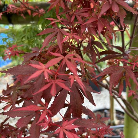 Acer palmatum 'Shaina' (Japanese Maple) 35L