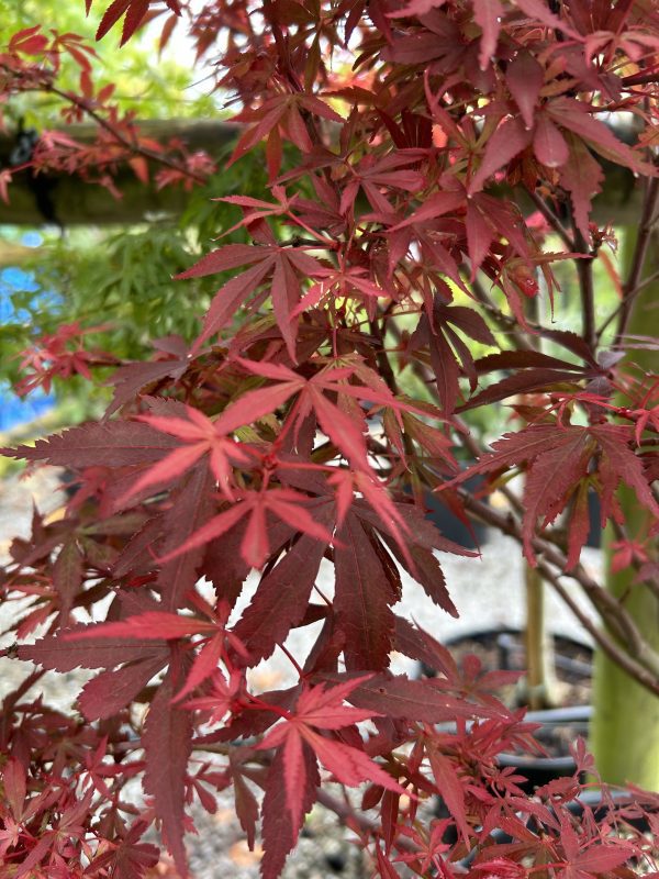 Acer palmatum 'Shaina' (Japanese Maple) 35L