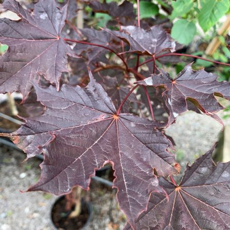 Acer platanoides 'Crimson King'