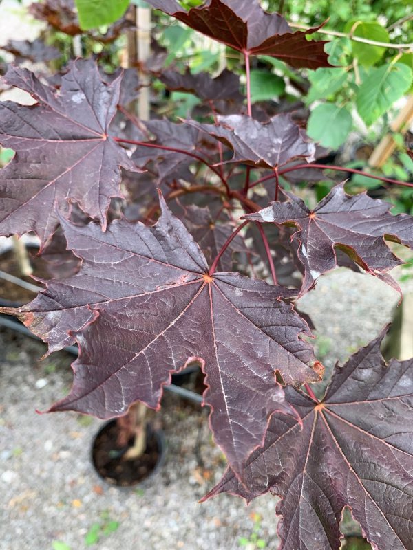 Acer platanoides 'Crimson King'