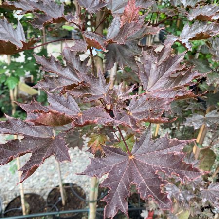 Acer platanoides 'Crimson Sentry'