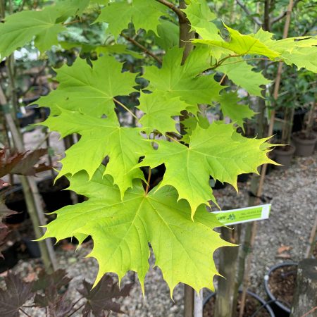 Acer platanoides 'Princeton Gold'