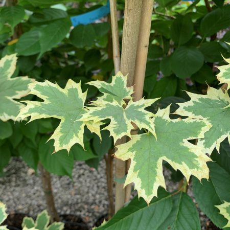 Acer platanoides 'Drummondii'