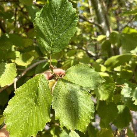 Alnus incana 'Aurea'