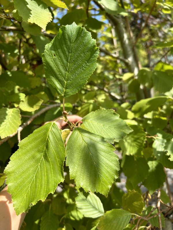 Alnus incana 'Aurea' (Golden Alder)