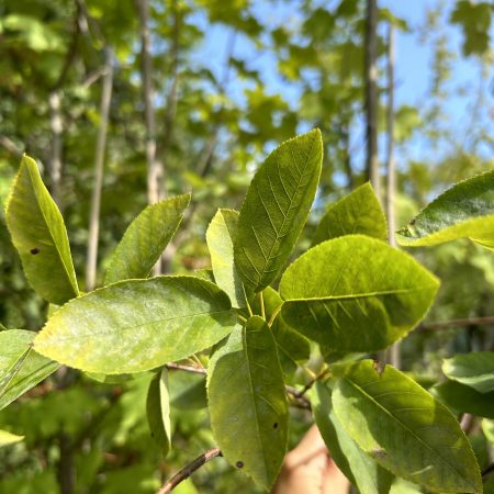 Amelanchier canadensis (Serviceberry, Juneberry)