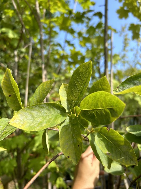 Amelanchier canadensis