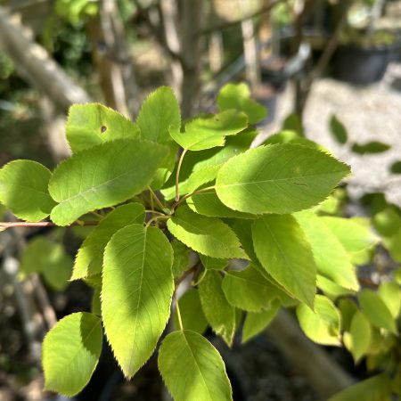 Amelanchier laevis 'Snowflake'