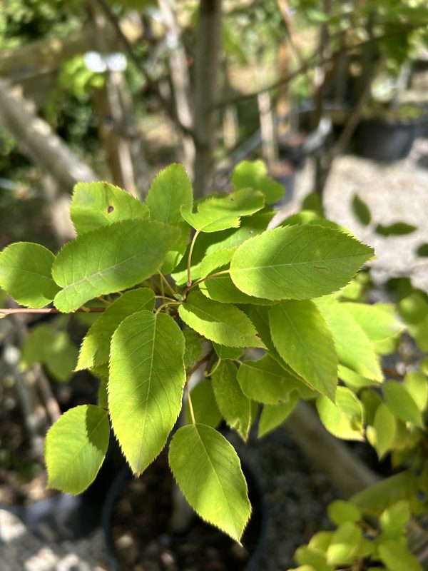 Amelanchier laevis 'Snowflake'