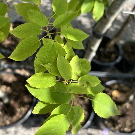 Amelanchier 'Robin Hill'