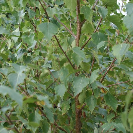 Betula pendula - Silver Birch