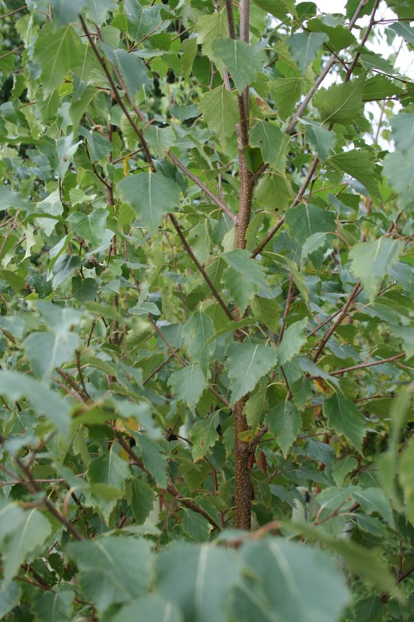 Betula pendula - Silver Birch