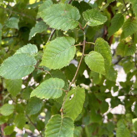 Betula albosinesis 'Fascination'