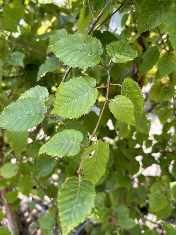 Betula albosinesis 'Fascination'