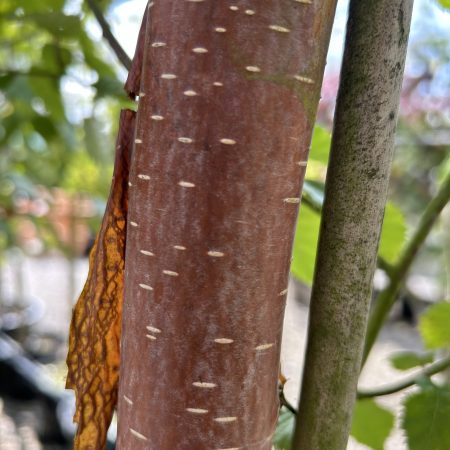 Betula albosinesis 'Fascination'