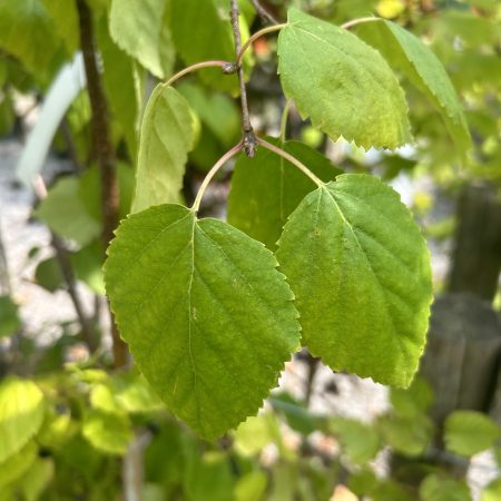 Betula ermanii (Erman's Birch)