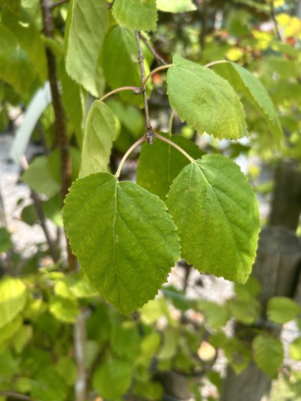 Betula ermanii