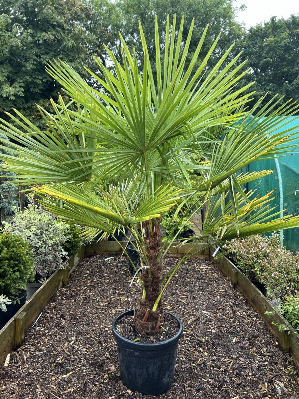 Chamaerops trachycarpus fortunei (Chusan Palm / Windmill Palm)