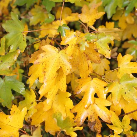 Acer campestre - Field Maple