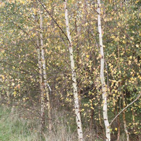 Betula pendula - Silver Birch