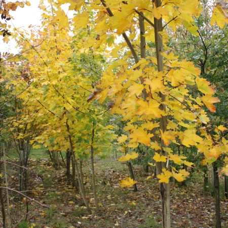 Acer platanoides - Norway Maple