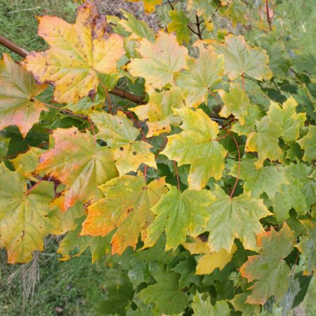 Acer platanoides - Norway Maple