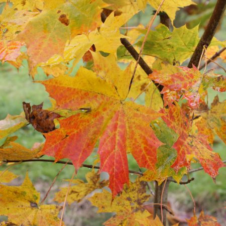 Acer platanoides - Norway Maple