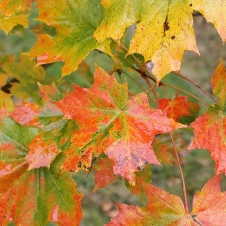 Acer platanoides - Norway Maple