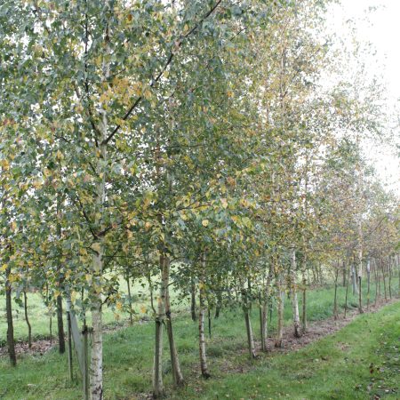 Betula pendula - Silver Birch