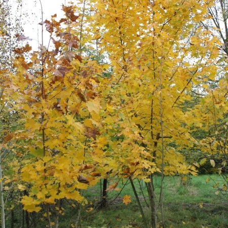 Acer platanoides - Norway Maple