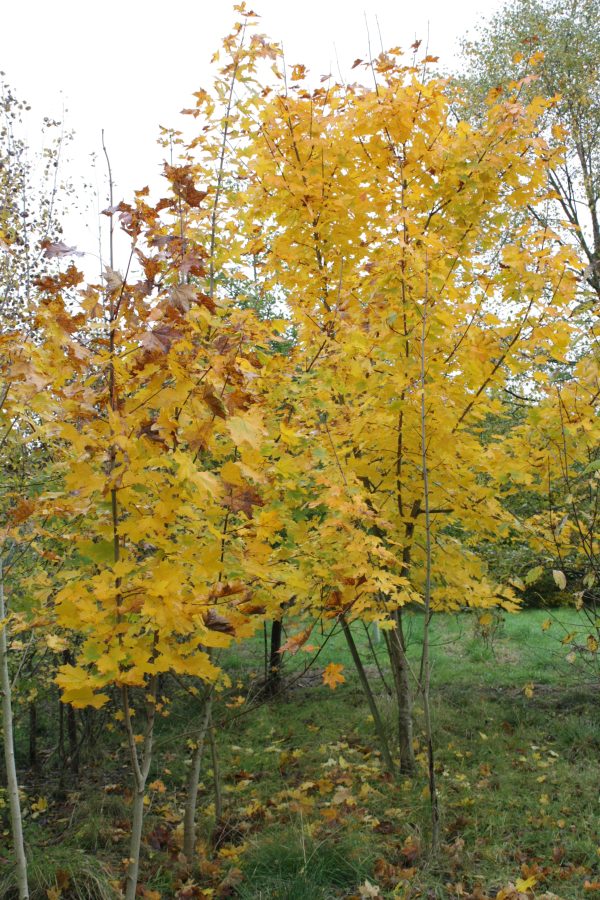 Acer platanoides - Norway Maple