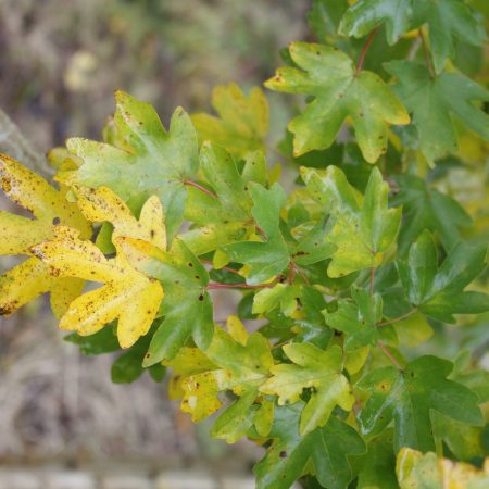 Acer campestre - Field Maple