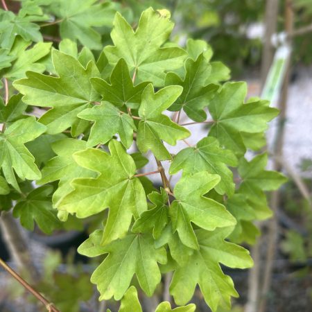 Acer campestre 'Fastigiata'