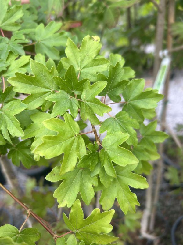 Acer campestre 'Fastigiata'