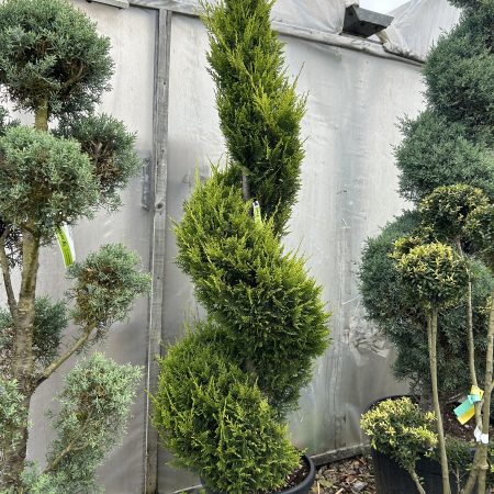 Cupressocyparis leylandii spiral (Leyland Cypress) 2m