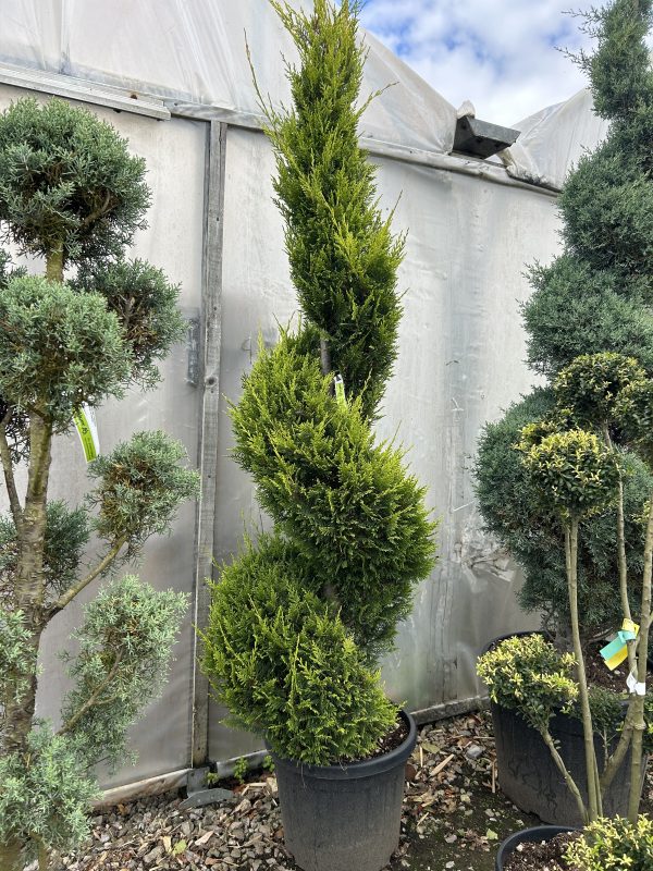 Cupressocyparis leylandii spiral (Leyland Cypress) 2m