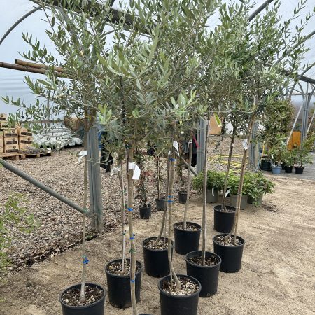 Olea europaea 'Olive' Lollipop