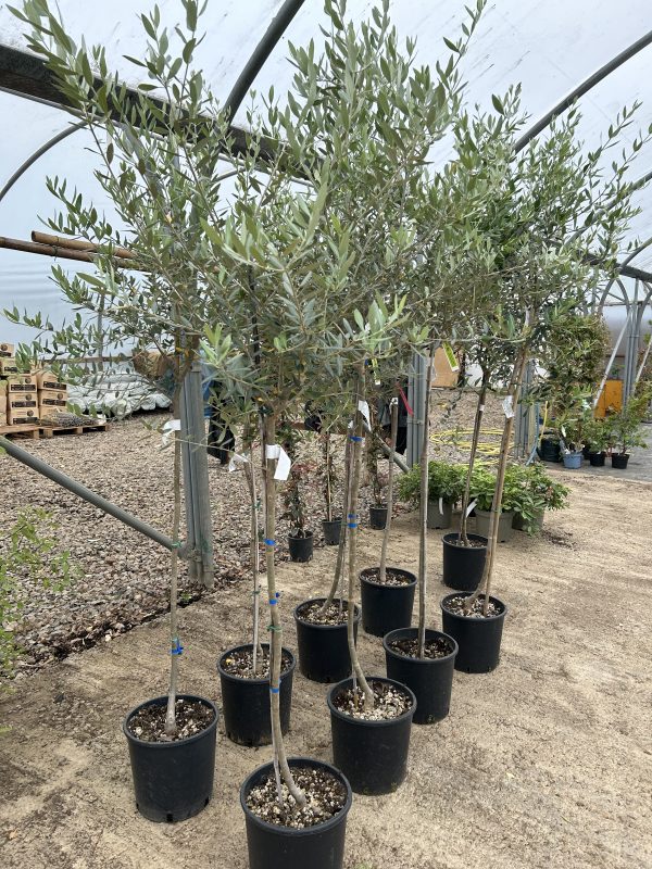 Olea europaea 'Olive' Lollipop