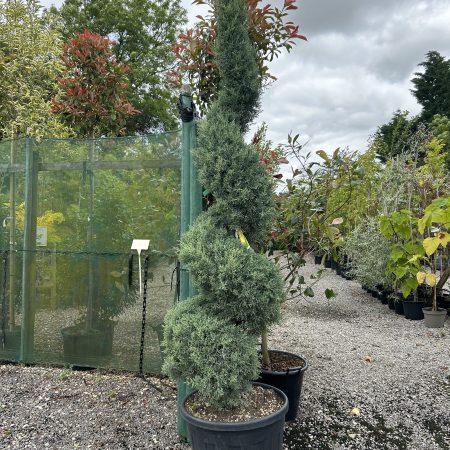 Cupressus arizonica 'Fastigiata' Spiral 2.2m