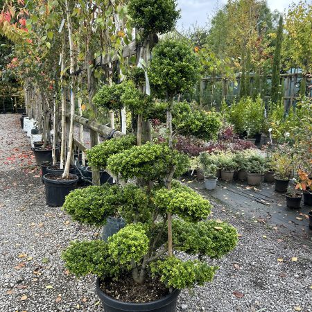 Ilex crenata 'Kinme' bonsai