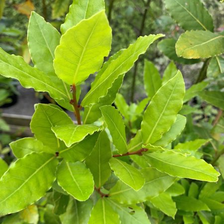 Laurus nobilis 'Bay'