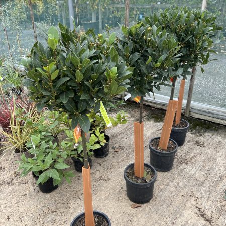 Laurus nobilis lollipops - Bay - Image 2