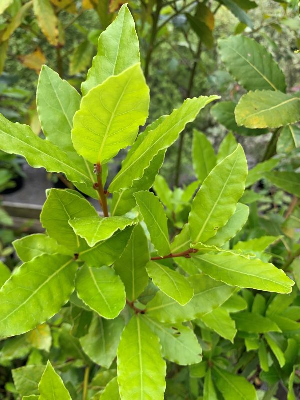 Laurus nobilis 'Bay'